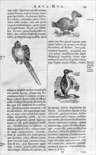 Illustrations of bird species, from Arca Noe,