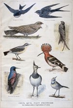 Illustration depicting birds useful to agriculture