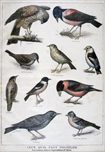 Illustration depicting birds useful to agriculture