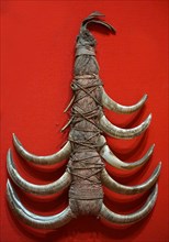 Decoration from a necklace made from Boars teeth, worn by men of high status in Papua New Guinea, Circa 1900