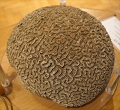 Brain coral is a common name given to corals in the family Mussidae, so called due to their generally spheroid shape and grooved surface which resembles a brain