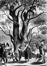 The gathering of Olives in Mentone, Australia