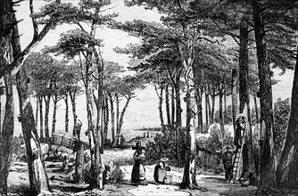 The gathering of pine resin in the forests of the Landes, Southwestern France
