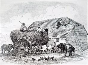 The thatching of a barn in England