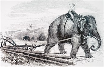 An elephant being used to draw a plough on an Indian sugar plantation, using a steel plough