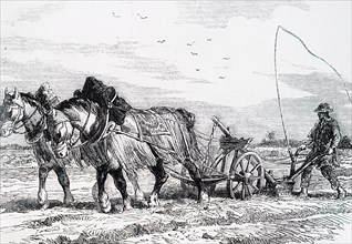 A horse-drawn plough being used to harvest crops in France