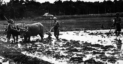 Photograph of farmers ploughing with bullocks and a wooden plough in Java, Indonesia