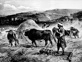 The threshing of corn with oxen and a wooden sledge