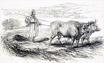 Threshing using a drag pulled by oxen in Syria
