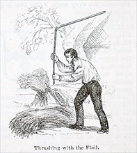 The threshing of corn, on a threshing floor, using a hand flail