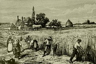 The reaping of barley by hand