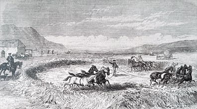 Engraving depicts threshing with horses in Spain