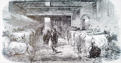 The milking shed of Friern Manor Dairy Farm in Peckham, London