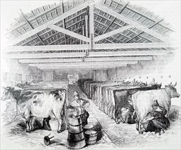 The milking shed of Laycock's Dairy Farm in Highbury, London