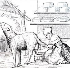 The milking of a ewe for cheese making in Switzerland