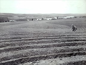 Photograph taken of the strip and contour farming on the farm of Willie Martin in New Brunswick, Canada