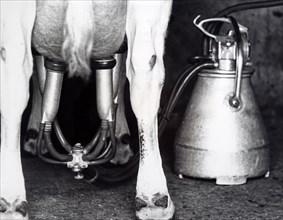 Photograph of an electric milking machine in use