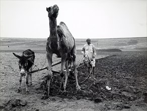 Photograph of traditional Moroccan agricultural methods using a camel to plough fields