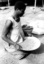 Photograph of a woman culling coffee beans in French Togoland