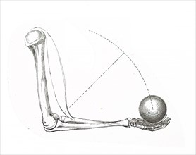 Illustration of an 19th Century anatomical view of an arm lifting a weight