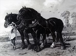 A stallion and Mare harnessed to a plough, with a plough boy in attendance