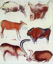 Lascaux cave paintings of cattle