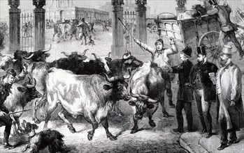 The inspection of cattle at the Metropolitan Cattle Market in London, during the outbreak of the Cattle Plague