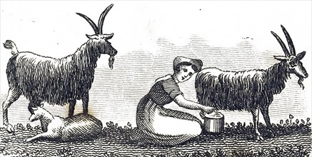 A milkmaid milking a goat