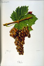 painted illustration of grapes from a viniculture manual