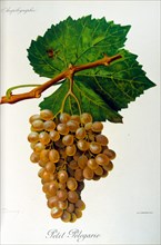 painted illustration of grapes from a viniculture manual