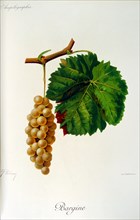 Illustration of grapes