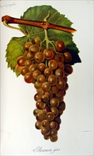Illustration of grapes