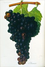 Grapes from a viniculture manual, 1905