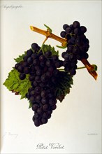 Grapes from a viniculture manual, 1905
