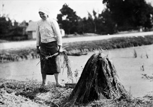 Polish peasant girl at work harvesting the flax crop in 1919