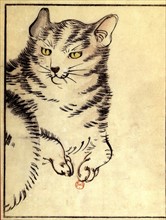 Anonymous Japanese print. Cat