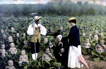 Babies in a field of cabbages (c. 1900)