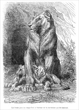 Dumas, "Le lion père de famille"