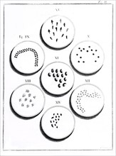 Microscope, Plate II: Development of toad (18th century)
