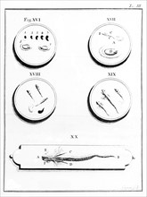 Microscope. Planche III : Génération de la salamandre (18e siècle)