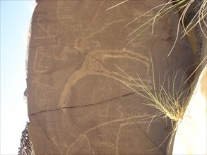 Rock engravings - Niger - giraffe