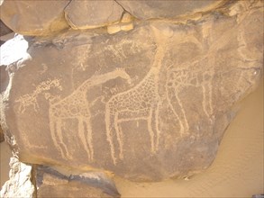 Rock engravings - Niger - giraffes