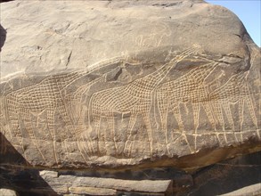 Rock engravings - Niger - giraffe