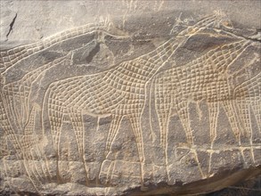 Rock engravings - Niger - giraffes