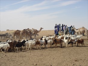 Touaregs autour d'un puits - Sahara - Niger