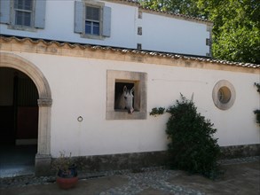 Horse in a window