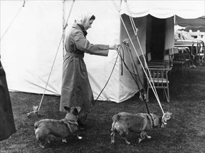 La reine Elisabeth II promenant ses chiens