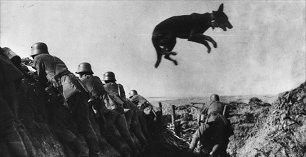 Dressage des chiens allemands pendant la Première Guerre Mondiale