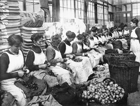 Femmes au travail dans une usine de conserves