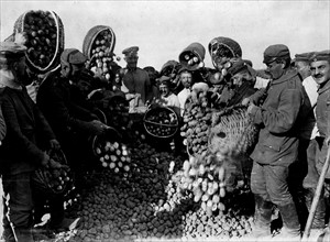 Soldats allemands récoltant des pommes de terre en Pologne